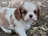 2 chiots mâles Cavaliers King Charles blenheim LOF à réserver