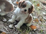 2 chiots mâles Cavaliers King Charles blenheim LOF à réserver