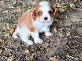 2 chiots mâles Cavaliers King Charles blenheim LOF à réserver