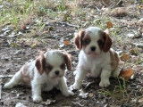2 chiots mâles Cavaliers King Charles blenheim LOF à réserver
