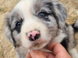 Des chiots Border Collies LOF disponibles à l’achat