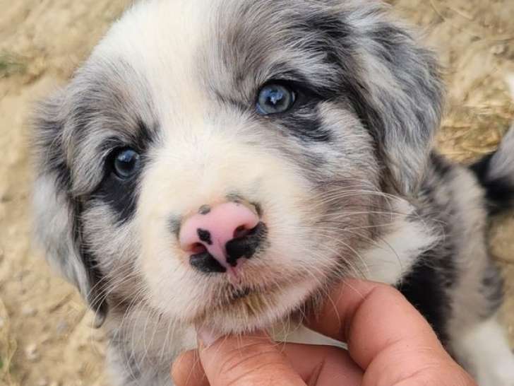Des chiots Border Collies LOF disponibles à l’achat
