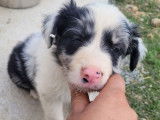 Des chiots Border Collies LOF disponibles à l’achat
