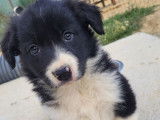 Des chiots Border Collies LOF disponibles à l’achat