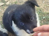 Des chiots Border Collies LOF disponibles à l’achat