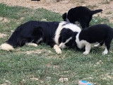 Des chiots Border Collies LOF disponibles à l’achat