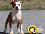Disponible à l’achat un chiot mâle Staffordshire Bull Terrier (LOF)