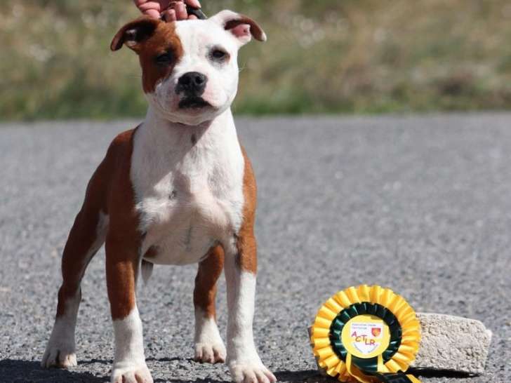 Disponible à l’achat un chiot mâle Staffordshire Bull Terrier (LOF)