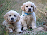 À réserver 5 chiots Golden Retrievers LOF