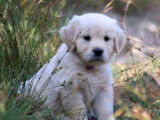 À réserver 5 chiots Golden Retrievers LOF