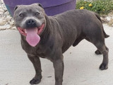 Un chien Staffordshire Bull Terrier LOF bleu de 8 ans disponible à la vente