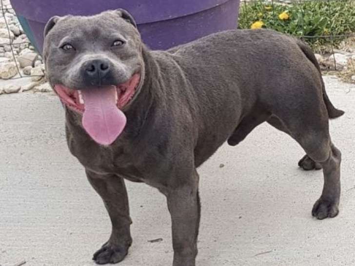 Un chien Staffordshire Bull Terrier LOF bleu de 8 ans disponible à la vente