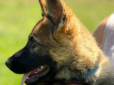 À vendre 2 chiots mâles Bergers Allemands (LOF)