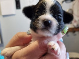 4 chiots Épagneul Nain Continental Papillon LOF fauves disponibles à la réservation