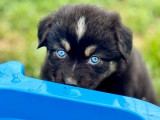 Des chiots Bergers Australiens LOF disponibles à l’achat