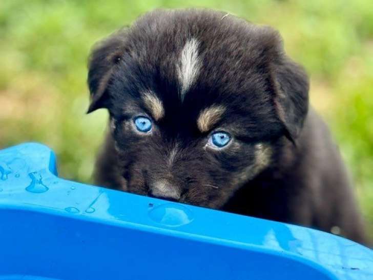 Des chiots Bergers Australiens LOF disponibles à l’achat