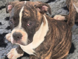 Chiots American Bully à vendre