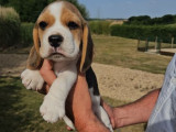 Des chiots Beagles LOF disponibles à la réservation
