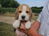 Des chiots Beagles LOF disponibles à la réservation