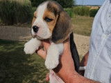 Des chiots Beagles LOF disponibles à la réservation