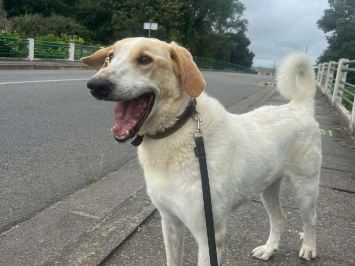 Caz, chien Patou croisé Labrador à adopter