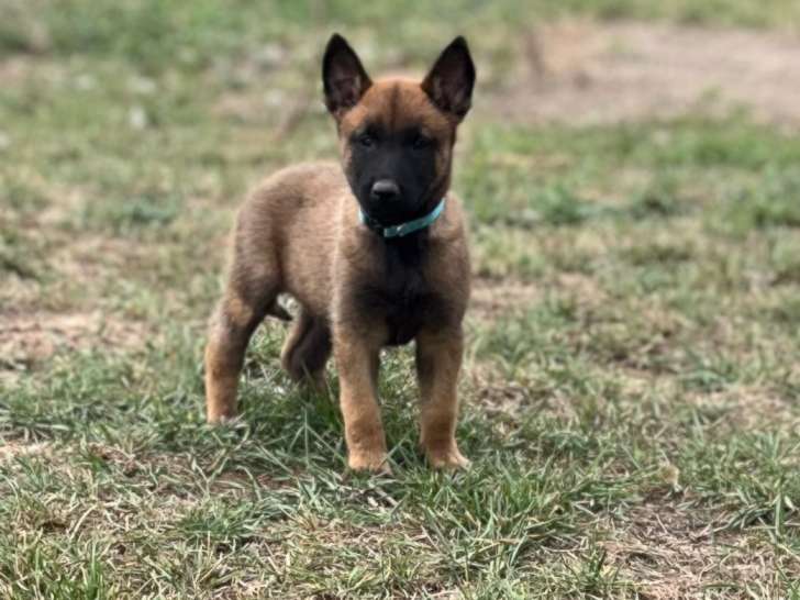 Chiots de type Berger Belge Malinois à vendre (5 femelles & 2 mâles)