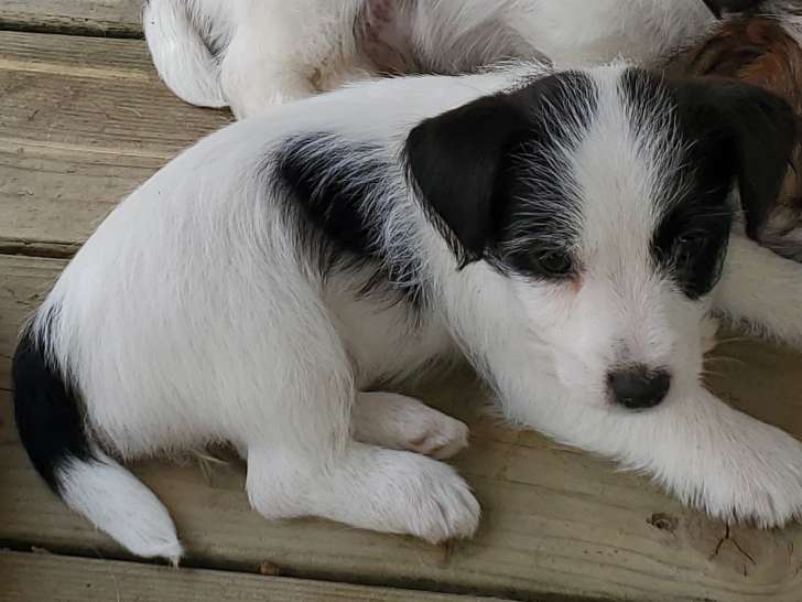 Chiots Jack Russel à poil dur à vendre