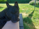 Chiots Scottish Terrier mâles à vendre