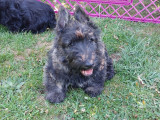Chiots Scottish Terrier mâles à vendre