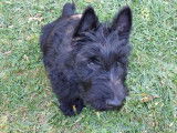 Chiots Scottish Terrier mâles à vendre