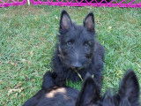Chiots Scottish Terrier mâles à vendre