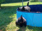 Chiots Scottish Terrier mâles à vendre