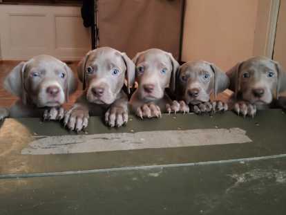 Chiots Braque de Weimar à vendre