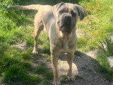 Femelle Cane corso LOF à vendre