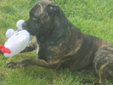 Chien Cane Corso à vendre