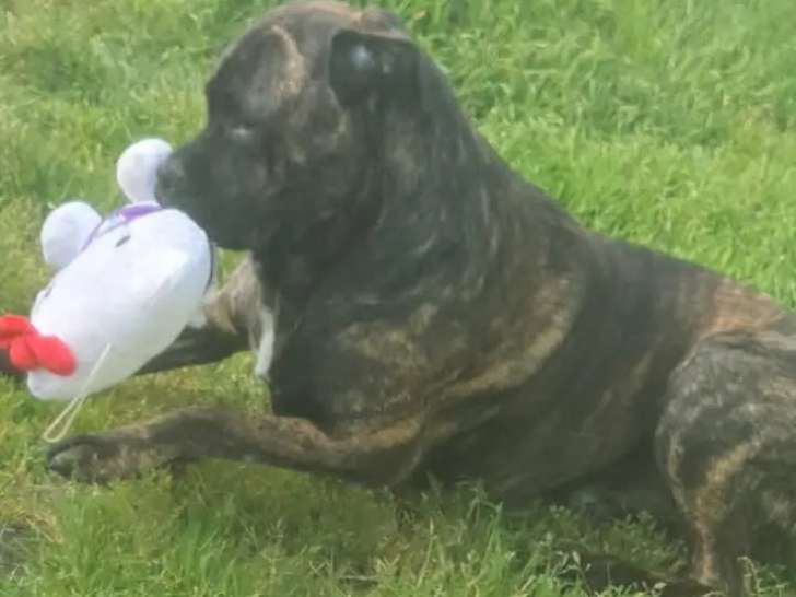 Chien Cane Corso à vendre