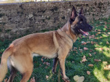 Très beau Malinois de 3 ans pour saillie
