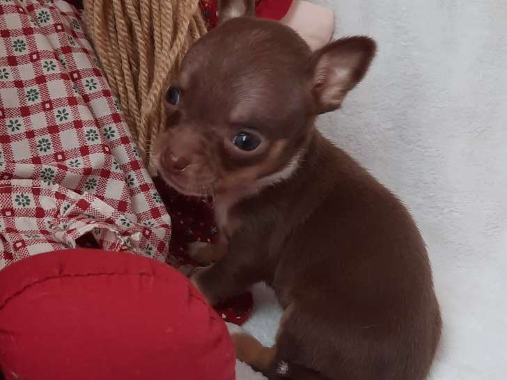 Chiots Chihuahua chocolat et blanc (femelles et mâles) à vendre