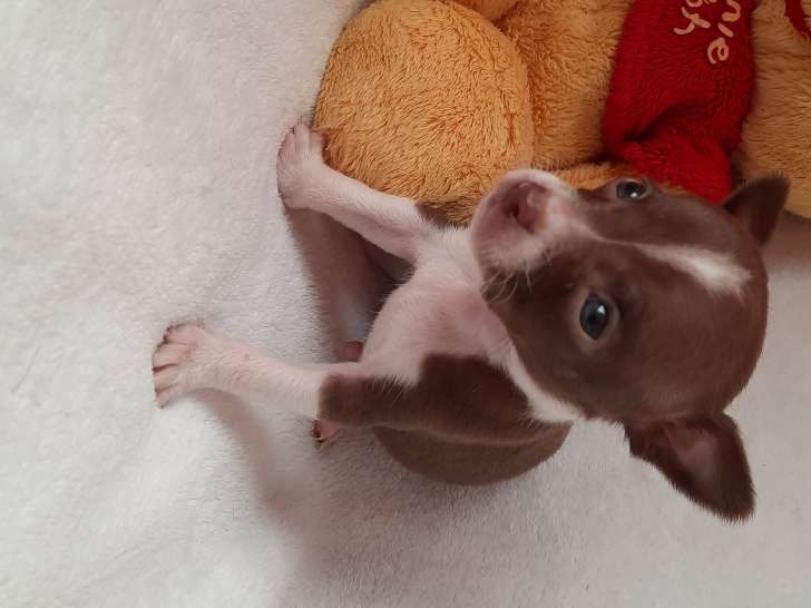 Chiots Chihuahua chocolat et blanc (mâles) à vendre