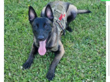 Red, mâle Malinois disponible pour saillie