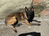 Red, mâle Malinois disponible pour saillie