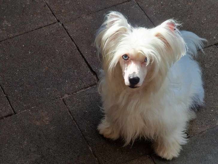 Mâle Chien Chinois à Crête avec pedigree FCI disponible pour saillie
