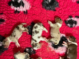 Magnifiques chiots Berger Australien à vendre