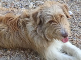 Chien croisé Berger Australien et Gox Terrier à donner