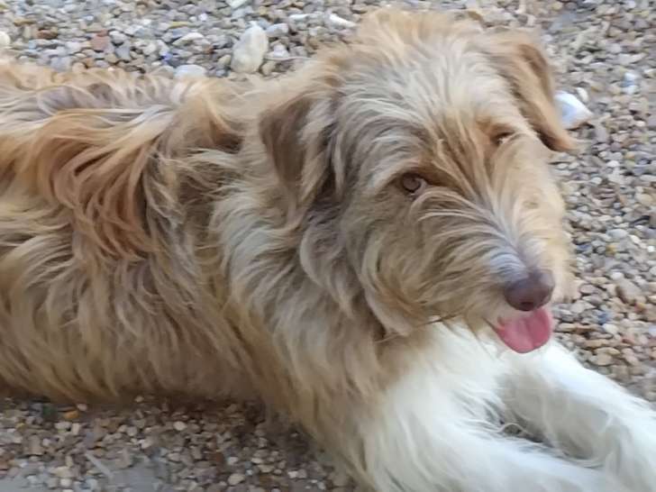 Chien croisé Berger Australien et Gox Terrier à donner