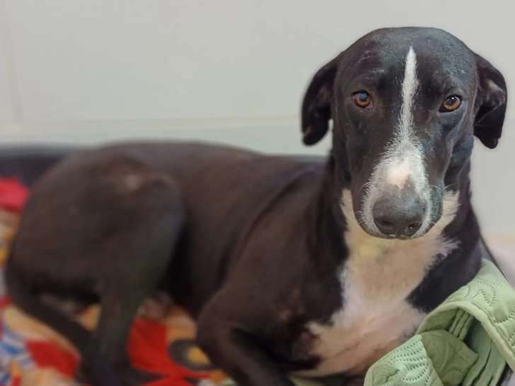 Prêt pour l'adoption, chien Galgo de 2 ans
