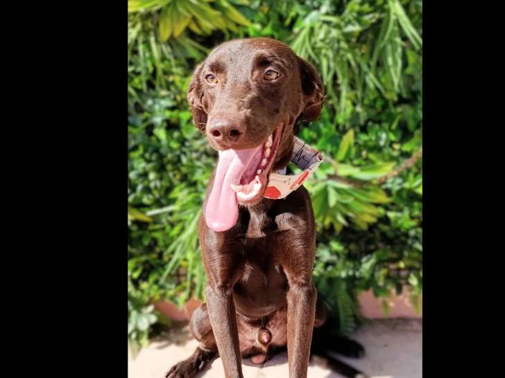 À accueillir, chiot mâle au pelage chocolat