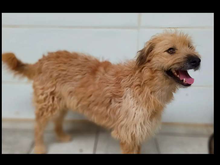 En quête d'une famille, chien au pelage roux