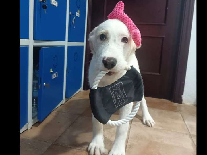 Adoption disponible : chiot mâle crème
