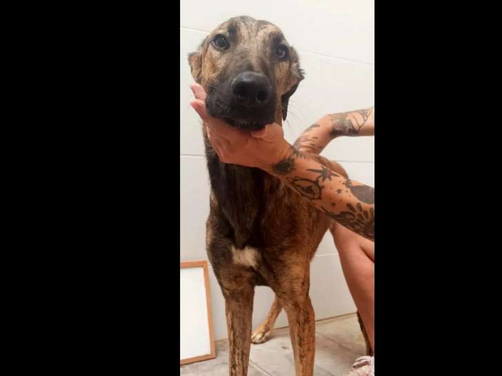 À la recherche d'un foyer, chien Galgo bringé
